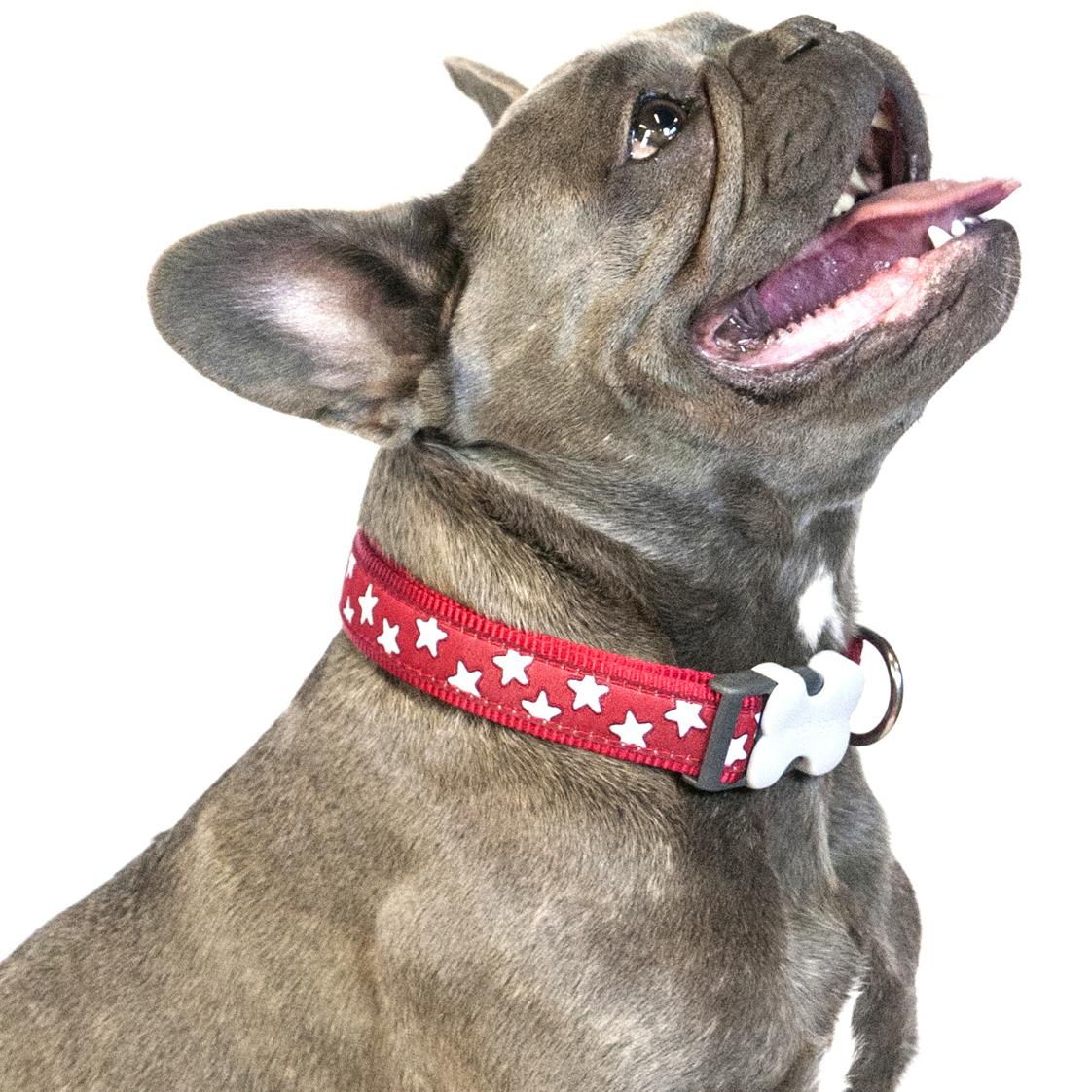 Red Dingo Star Dog Collar - Dapper Pets